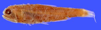 Media type: image; Ichthyology 29070